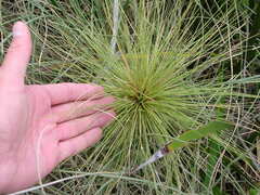 Spinifex longifolius