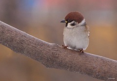 Passer montanus