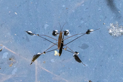 Limnoporus notabilis