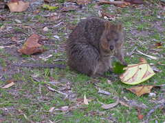 Setonix brachyurus