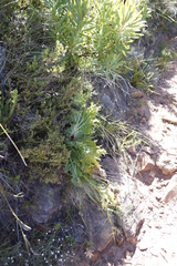 Lichtensteinia lacera