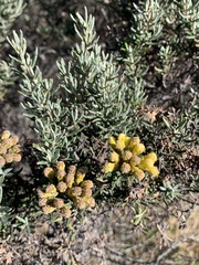 Linochilus rosmarinifolius