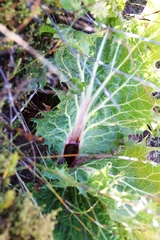 Lichtensteinia lacera