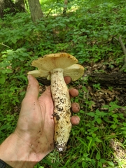 Russula fragrantissima