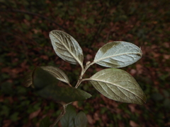 Cotoneaster