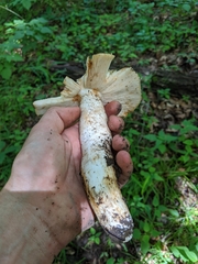 Russula fragrantissima