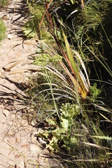 Lichtensteinia lacera