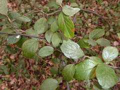 Cotoneaster