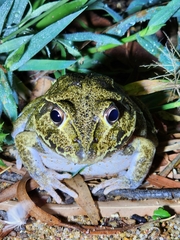 Ranoidea novaehollandiae