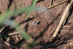 Burnsius orcynoides