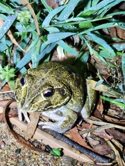 Ranoidea novaehollandiae