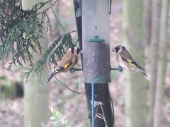 Carduelis carduelis britannica