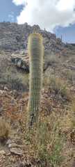 Trichocereus bertramianus