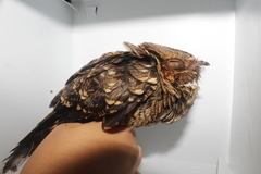 Caprimulgidae