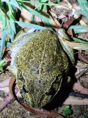 Ranoidea novaehollandiae