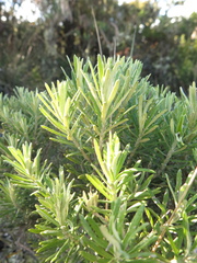Linochilus rosmarinifolius