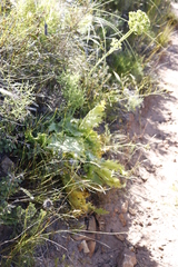 Lichtensteinia lacera