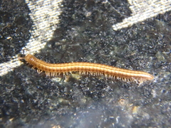 Brachyiulus