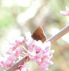 Callophrys henrici
