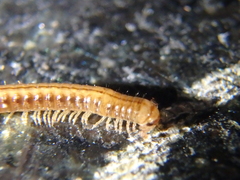 Brachyiulus