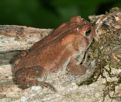 Anaxyrus americanus charlesmithi