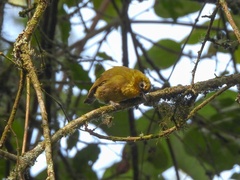 Zosterops eurycricotus