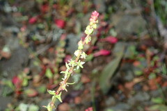 Rumex bucephalophorus