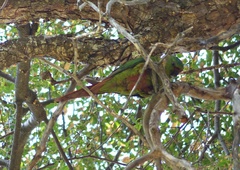 Enicognathus ferrugineus