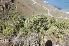 Protea lepidocarpodendron