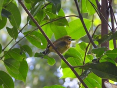 Zosterops eurycricotus