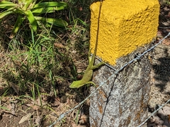 Anolis biporcatus