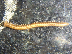 Brachyiulus