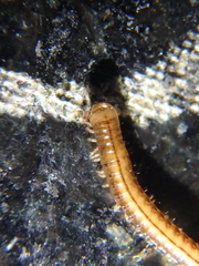 Brachyiulus