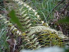 Polystichum setiferum