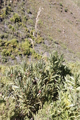 Protea lepidocarpodendron