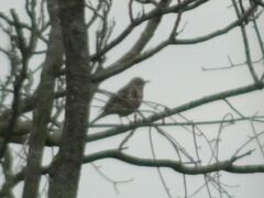 Turdus viscivorus