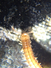 Brachyiulus