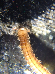 Brachyiulus