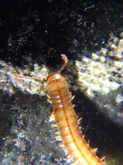 Brachyiulus