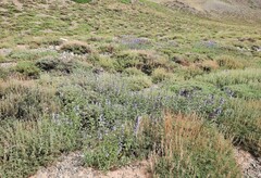 Nepeta sibirica