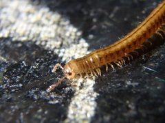 Brachyiulus