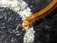 Brachyiulus