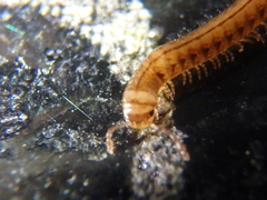 Brachyiulus
