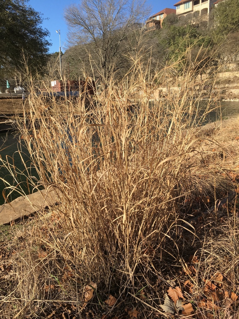 switchgrass from N Houston Ave, New Braunfels, TX, US on January 26