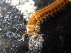 Brachyiulus