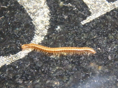 Brachyiulus