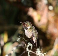 Selasphorus flammula