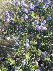 Ceanothus tomentosus