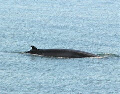 Balaenoptera acutorostrata