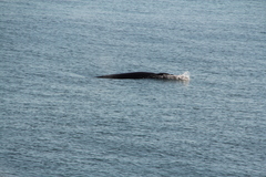 Balaenoptera acutorostrata
